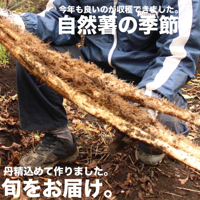 千葉県産 今が旬の自然薯