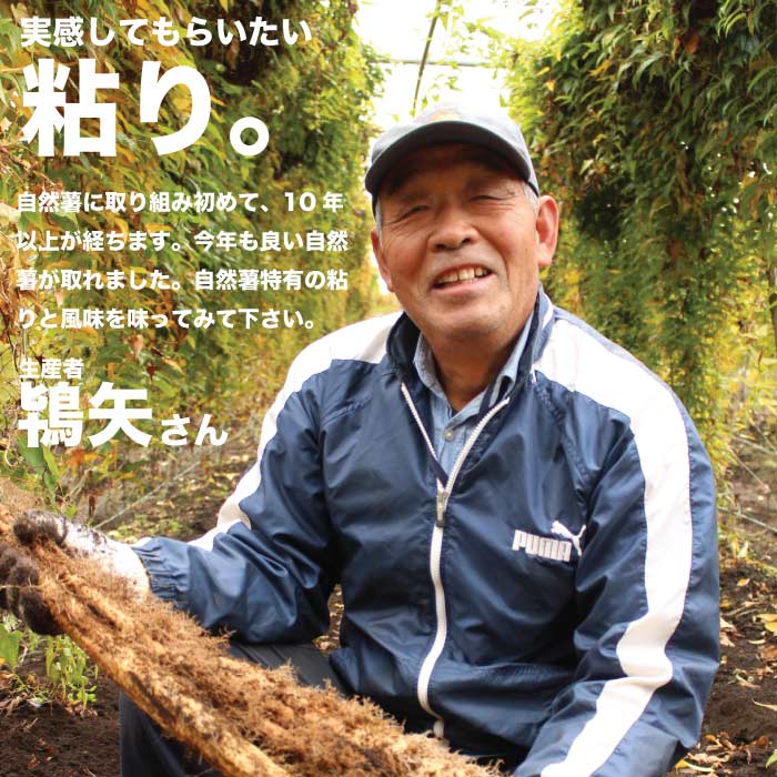 千葉県産 今が旬の自然薯