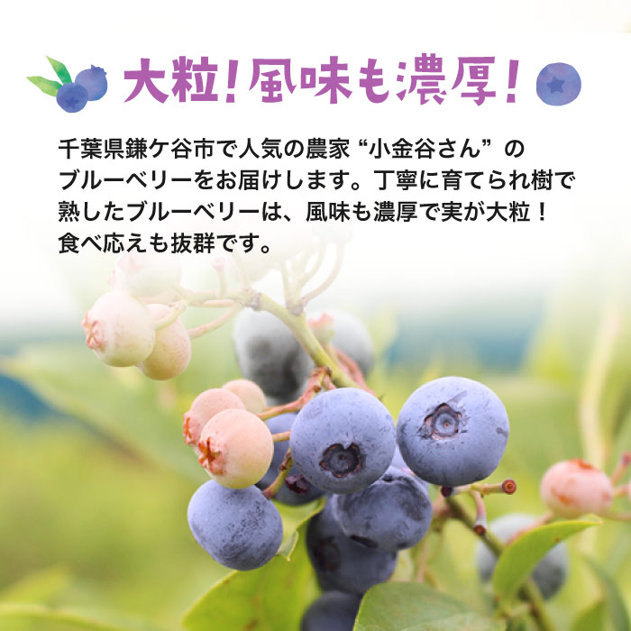 千葉県産 ブルーベリー