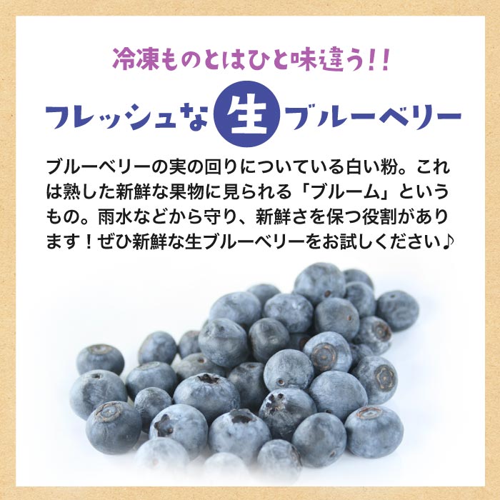 千葉県産 ブルーベリー