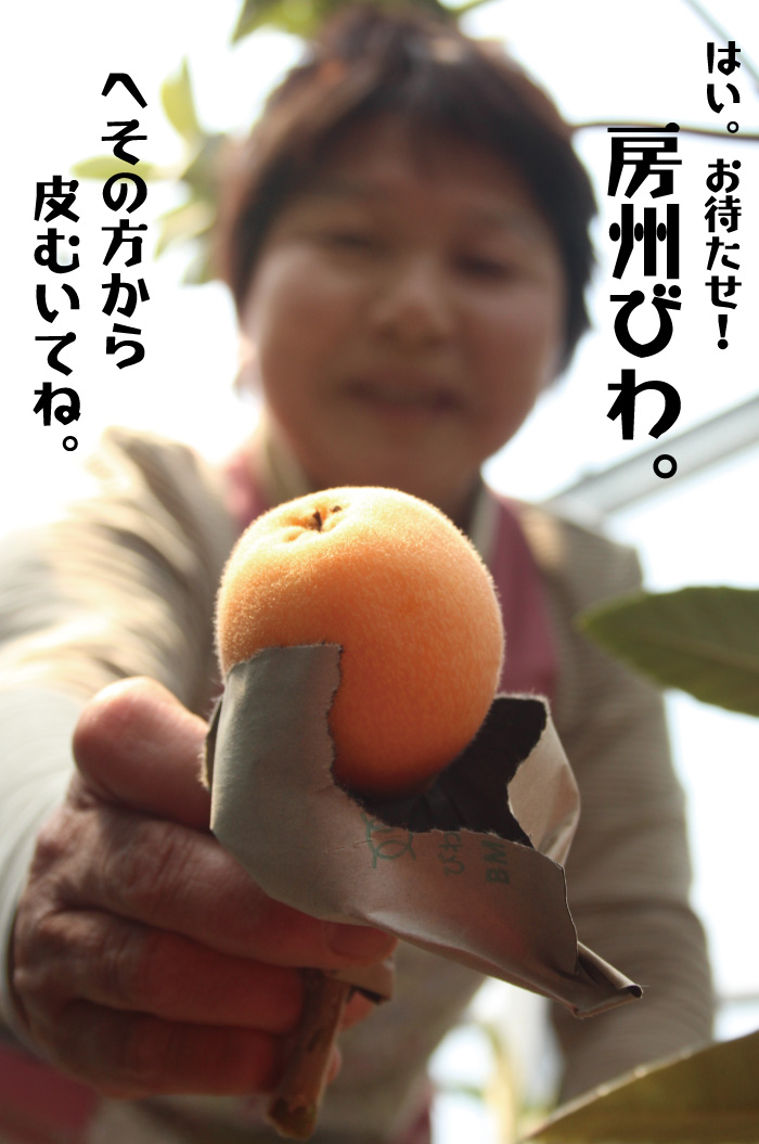 千葉県産 びわ 房州びわ 南房総特産 温室 露地栽培 初夏 ギフト