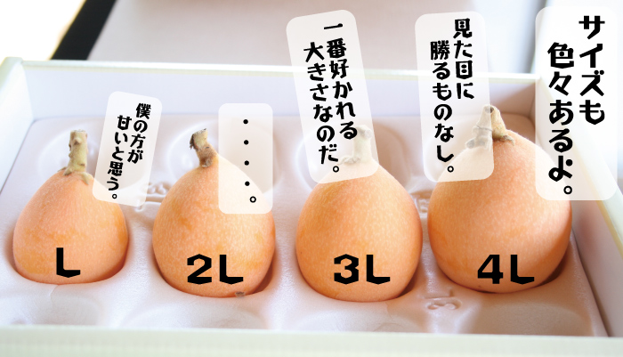 千葉県産 びわ 房州びわ 南房総特産 温室 露地栽培 初夏 ギフト