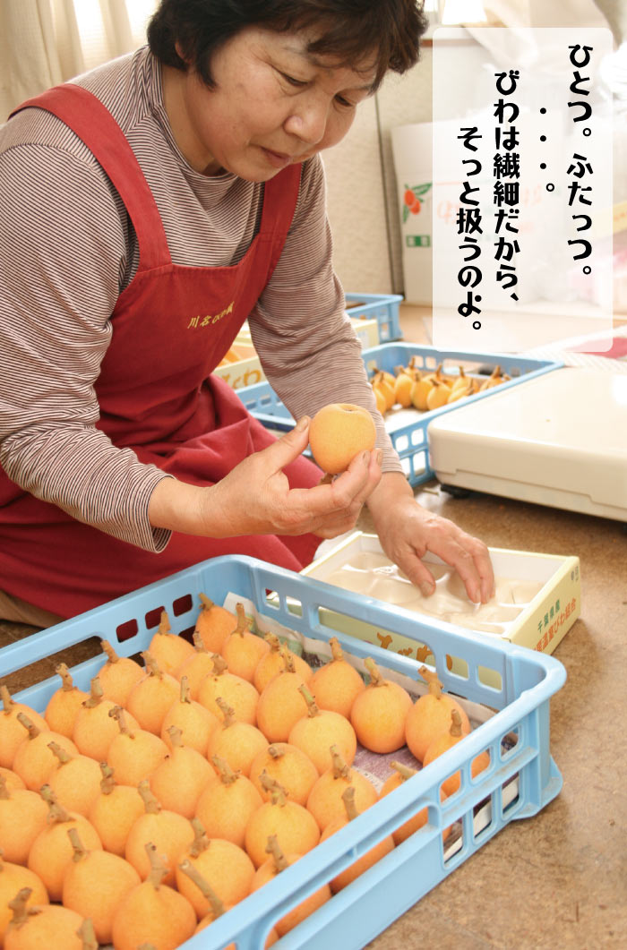 千葉県産 びわ 房州びわ 南房総特産 温室 露地栽培 初夏 ギフト