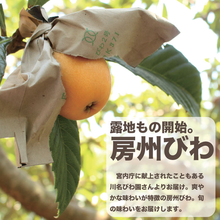 千葉県産 びわ 房州びわ 南房総特産 温室 露地栽培 初夏 ギフト