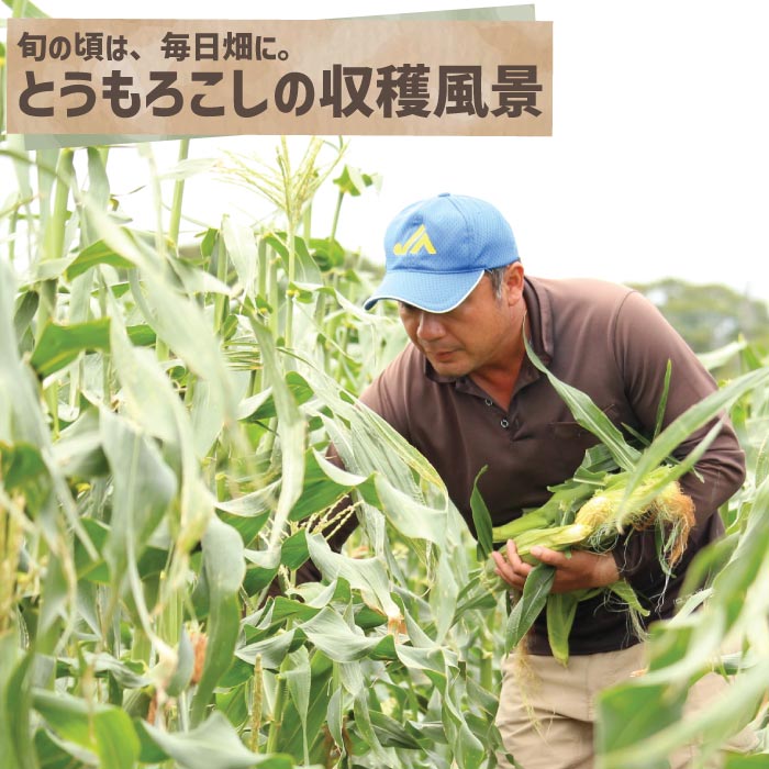 千葉県産 とうもろこし ゴールドラッシュ