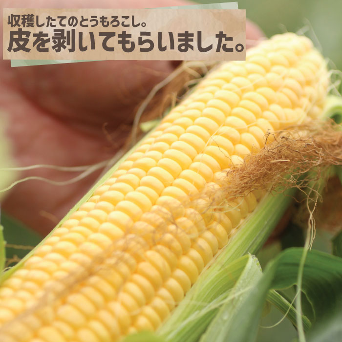 千葉県産 とうもろこし ゴールドラッシュ