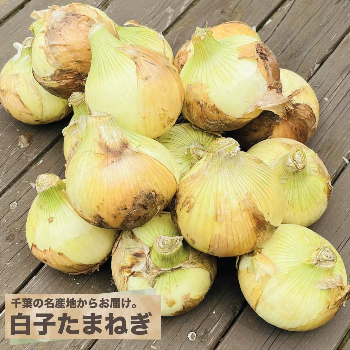 千葉県産 白子町の玉ねぎ