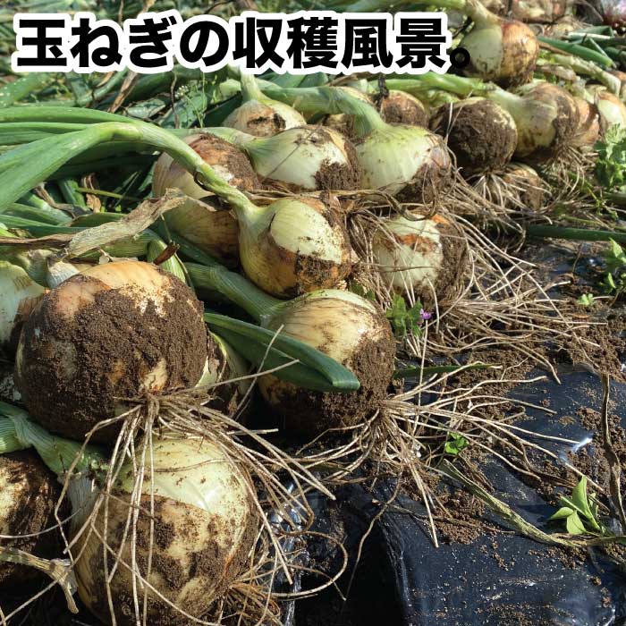 千葉県産 白子町　玉ねぎ
