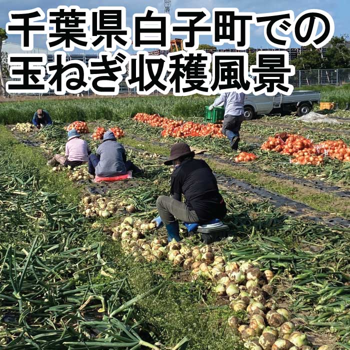 千葉県産 白子町 玉ねぎ