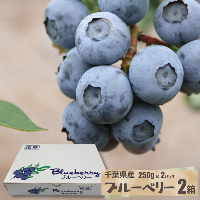 千葉県産ブルーベリー