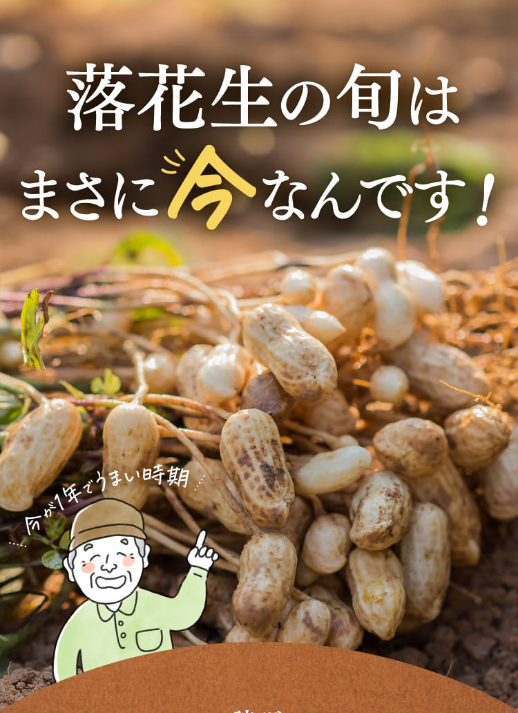 落花生の旬はまさに今なんです！