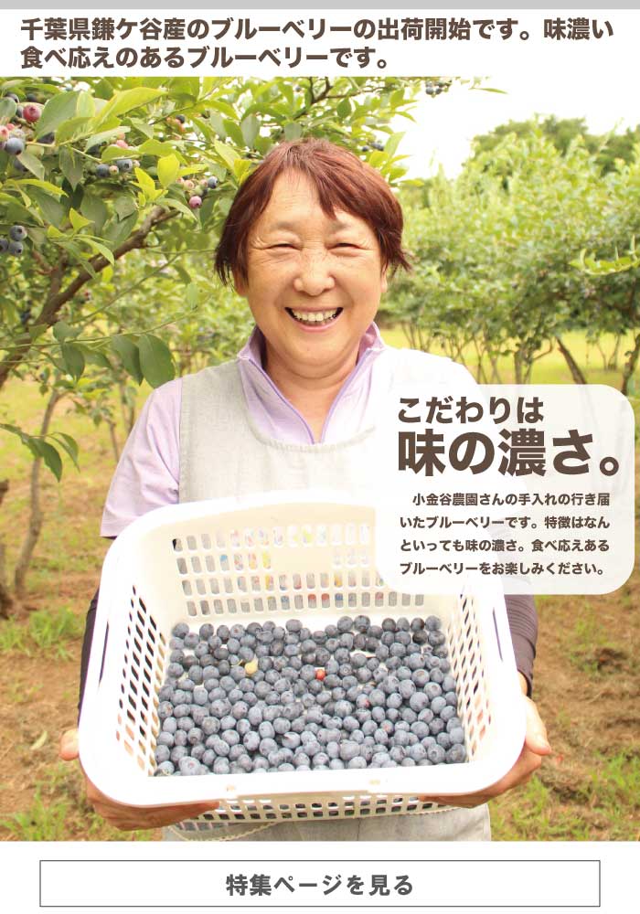 小金谷さんのブルーベリー